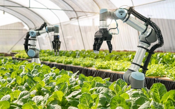 Robot tự động thu hoạch rau hữu cơ đạt chẩn