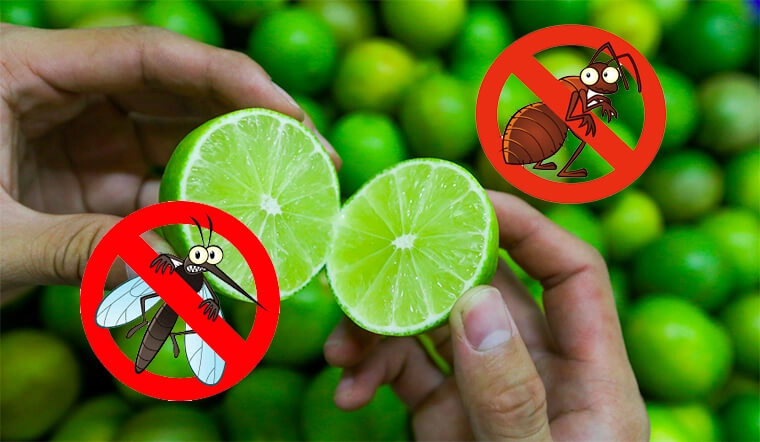 Cách diệt muỗi bằng chanh sả.