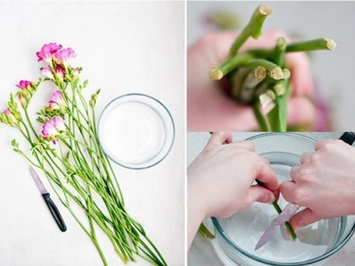 Cắt chéo gốc hoa trong nước, mẹo cắm hoa tươi lâu.