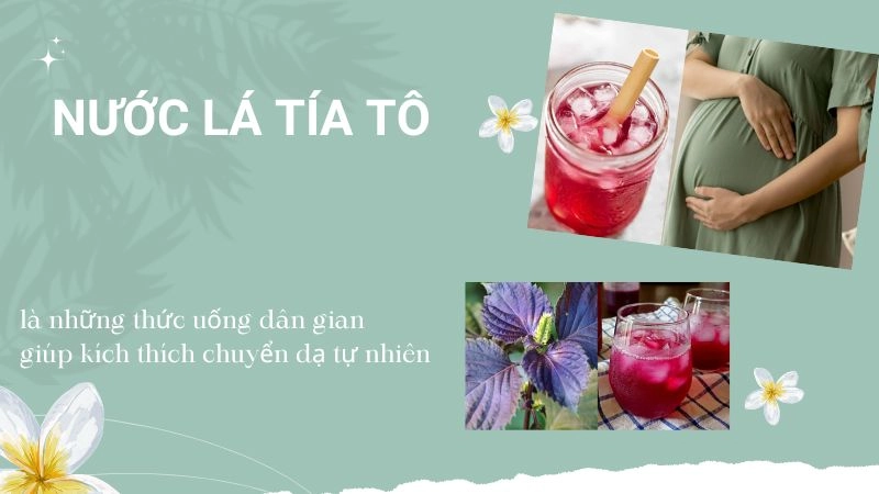  Nước lá tía tô, là những thức uống dân gian giúp kích thích chuyển dạ tự nhiên