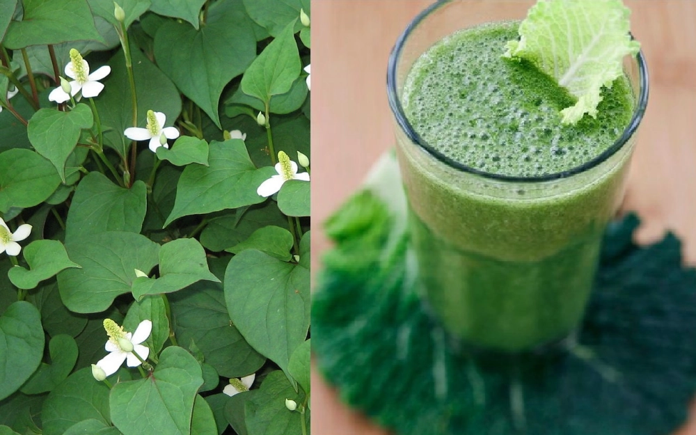 Nước rau diếp cá tươi, mẹo chữa rong kinh tại nhà bằng thảo dược.